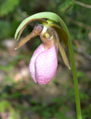 a lady slipper orchid