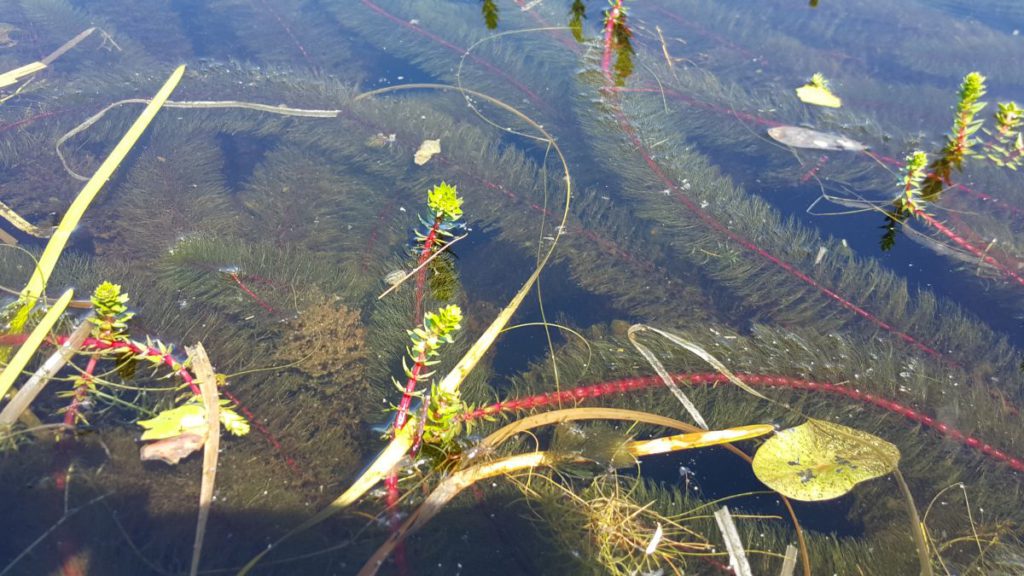 plants growing in water